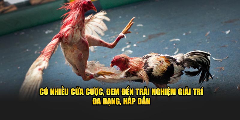 Có nhiều cửa cược, đem đến trải nghiệm giải trí đa dạng, hấp dẫn